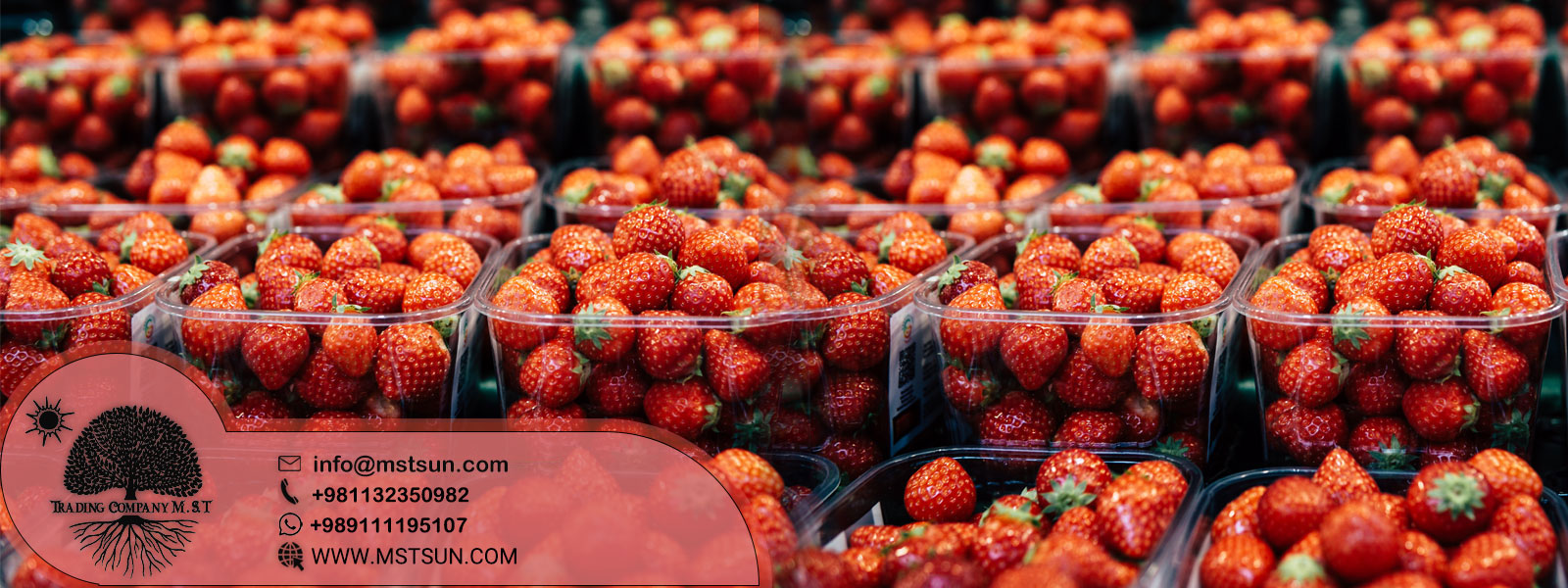 احمدآقایی - تصویر 2