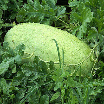 چارلستون گری - تصویر 4