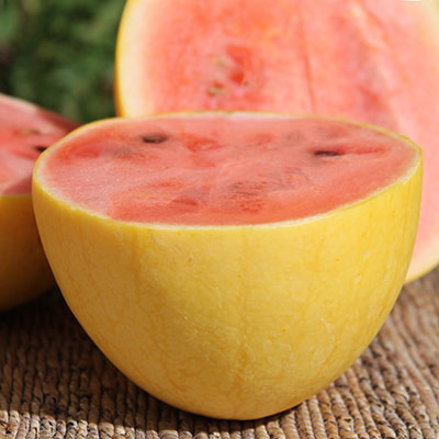 گلدن میجت - تصویر 3